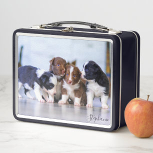 Schattige Border Collie Puppies