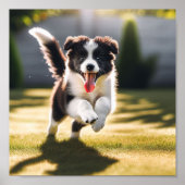 Schattige Border Collie puppy Poster (Voorkant)