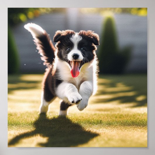 Schattige Border Collie puppy Poster (Voorkant)