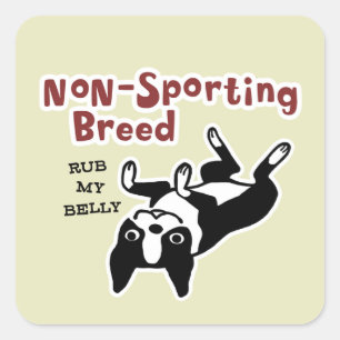 Schattige Boston Terrier - Niet-sportief ras Vierkante Sticker