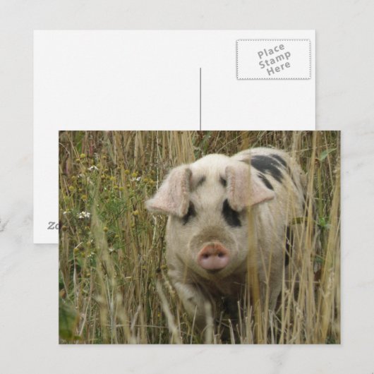 Schattige Briefkaart (Voorkant / Achterkant)