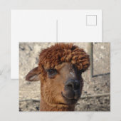 Schattige Bruin Alpáca DIY Briefkaart (Voorkant / Achterkant)