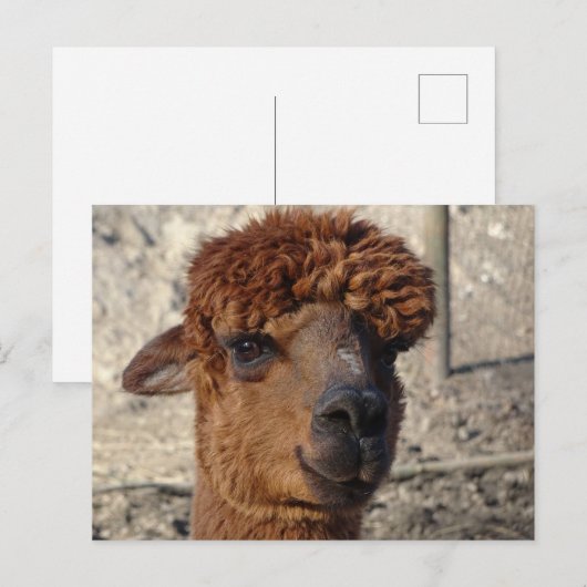 Schattige Bruin Alpáca DIY Briefkaart (Voorkant / Achterkant)