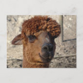 Schattige Bruin Alpáca DIY Briefkaart (Voorkant)