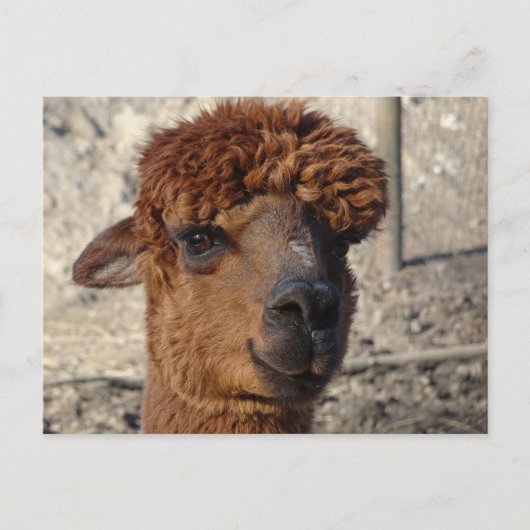 Schattige Bruin Alpáca DIY Briefkaart (Voorkant)