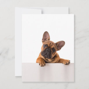 Schattige Bulldog Echt Schattig, Engelse Bulldog Kaart