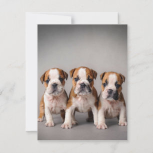 Schattige Bulldog Puppy's Cadeau voor hondenlief Kaart