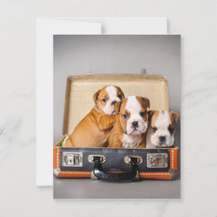 Schattige Bulldog Pups Hond Liefhebber Kaart