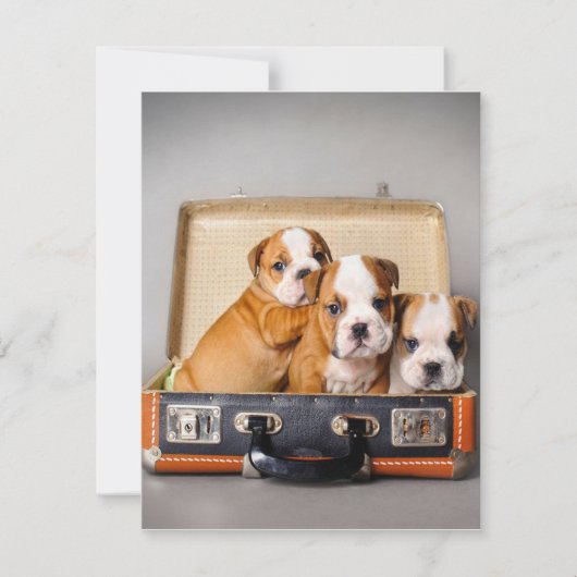 Schattige Bulldog Pups | Hond Liefhebber Kaart (Voorkant)