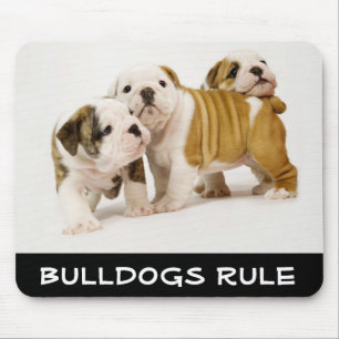 Schattige Bulldogs Regeren Puppies Spelen Muismat