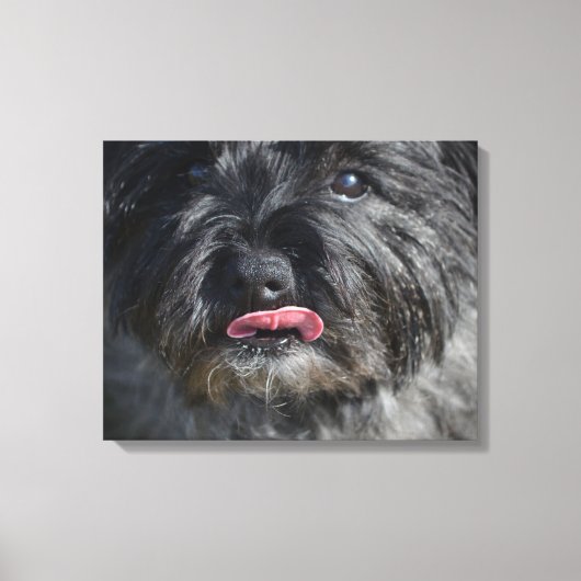 Schattige Caïro Terrier Canvas Afdruk (Voorkant)