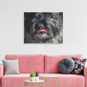 Schattige Caïro Terrier Canvas Afdruk (Insitu (Woonkamer))