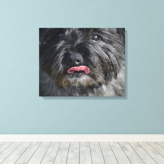Schattige Caïro Terrier Canvas Afdruk (Insitu (Houten vloer))