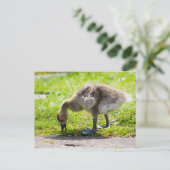 Schattige Canadese goose gosling Briefkaart (Staand voorkant)