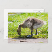 Schattige Canadese goose gosling Briefkaart (Voorkant / Achterkant)