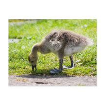 Schattige Canadese goose gosling