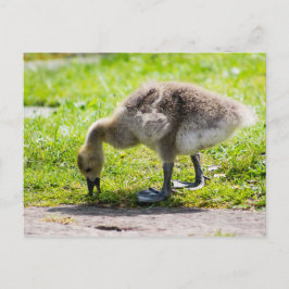 Schattige Canadese goose gosling Briefkaart