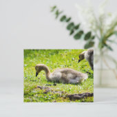 Schattige Canadese goose gosling Briefkaart (Staand voorkant)