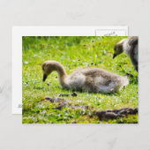 Schattige Canadese goose gosling Briefkaart (Voorkant / Achterkant)