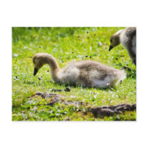 Schattige Canadese goose gosling