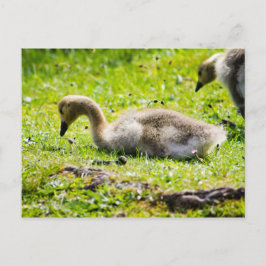 Schattige Canadese goose gosling Briefkaart