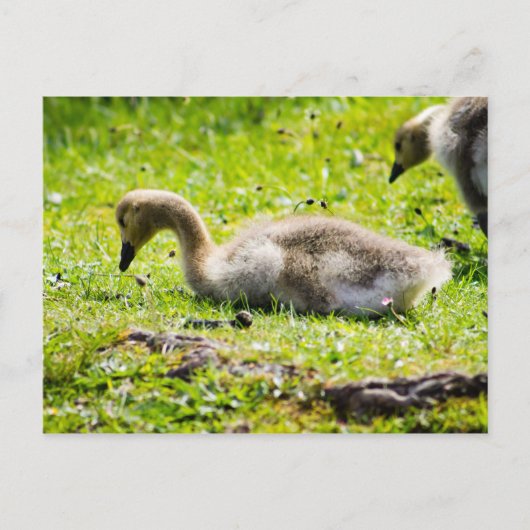 Schattige Canadese goose gosling Briefkaart (Voorkant)