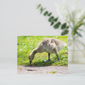 Schattige Canadese goose gosling Briefkaart (Staand voorkant)