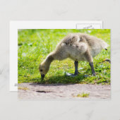 Schattige Canadese goose gosling Briefkaart (Voorkant / Achterkant)