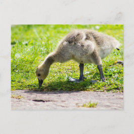 Schattige Canadese goose gosling Briefkaart