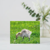 Schattige Canadese goose gosling Briefkaart (Staand voorkant)