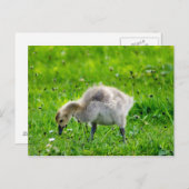 Schattige Canadese goose gosling Briefkaart (Voorkant / Achterkant)