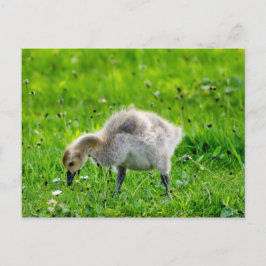Schattige Canadese goose gosling Briefkaart