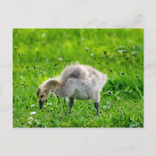 Schattige Canadese goose gosling Briefkaart (Voorkant)