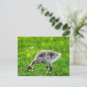 Schattige Canadese goose gosling Briefkaart (Staand voorkant)