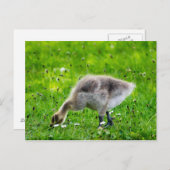 Schattige Canadese goose gosling Briefkaart (Voorkant / Achterkant)