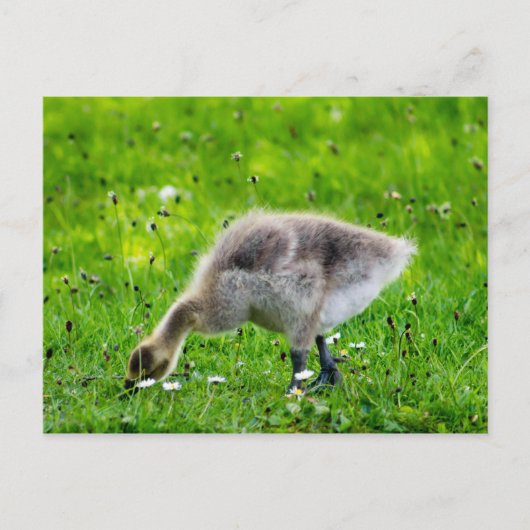 Schattige Canadese goose gosling Briefkaart (Voorkant)