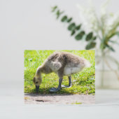 Schattige Canadese goose gosling Briefkaart (Staand voorkant)