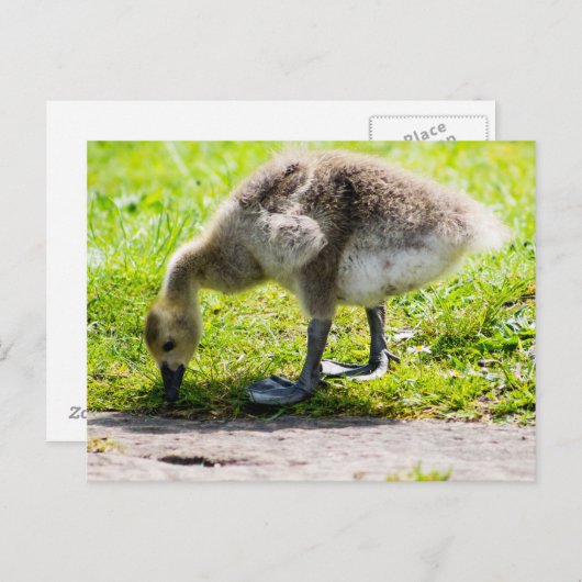 Schattige Canadese goose gosling Briefkaart (Voorkant / Achterkant)