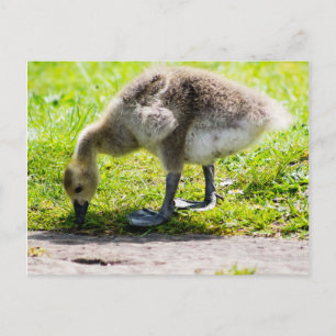 Schattige Canadese goose gosling Briefkaart