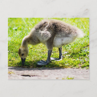 Schattige Canadese goose gosling Briefkaart