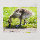 Schattige Canadese goose gosling Briefkaart (Voorkant)