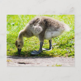 Schattige Canadese goose gosling Briefkaart