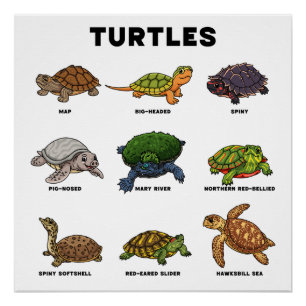 Schattige Cartoon Schildpadden van de Wereld Perfect Poster