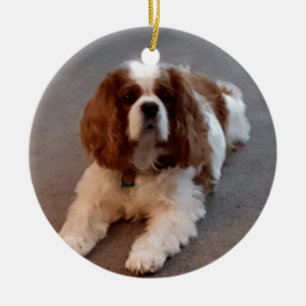 Schattige Cavalier King Charles Spaniel Keramisch Ornament