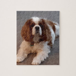 Schattige Cavalier King Charles Spaniel Legpuzzel