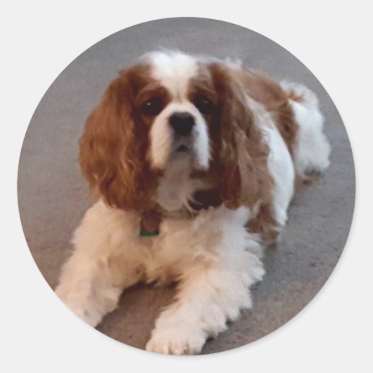 Schattige Cavalier King Charles Spaniel Ronde Sticker (Voorkant)