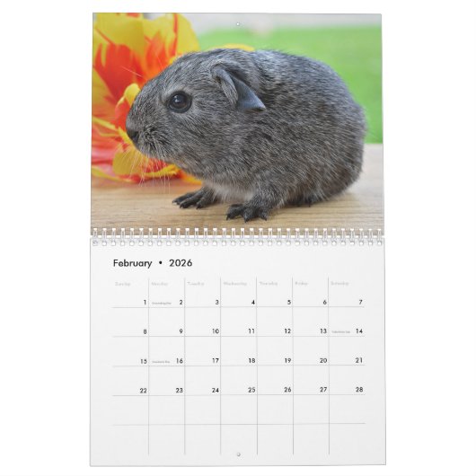 Schattige cavia's 2025 kalender (Feb 2026)