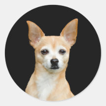 Schattige Chihuahua Dog Tan Black Pet Portrait Art