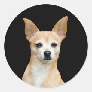 Schattige Chihuahua Dog Tan Black Pet Portrait Art Ronde Sticker