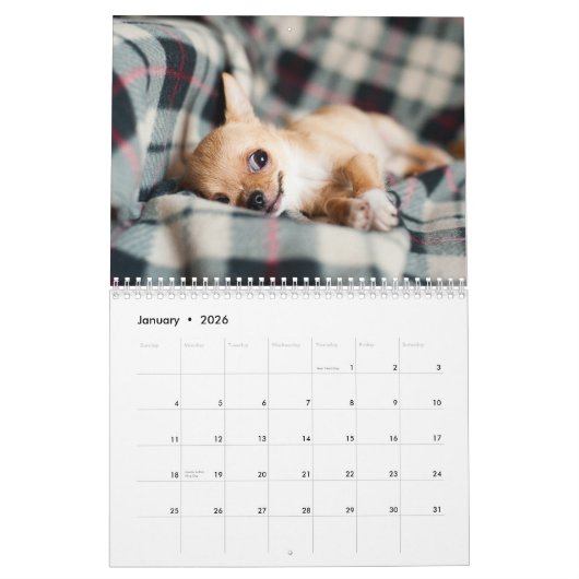 Schattige Chihuahua honden 2026 Kalender (Jan 2026)